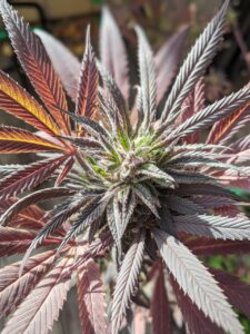 SNSでのハッシュタグを使ったコメントの効果的な会話術は？