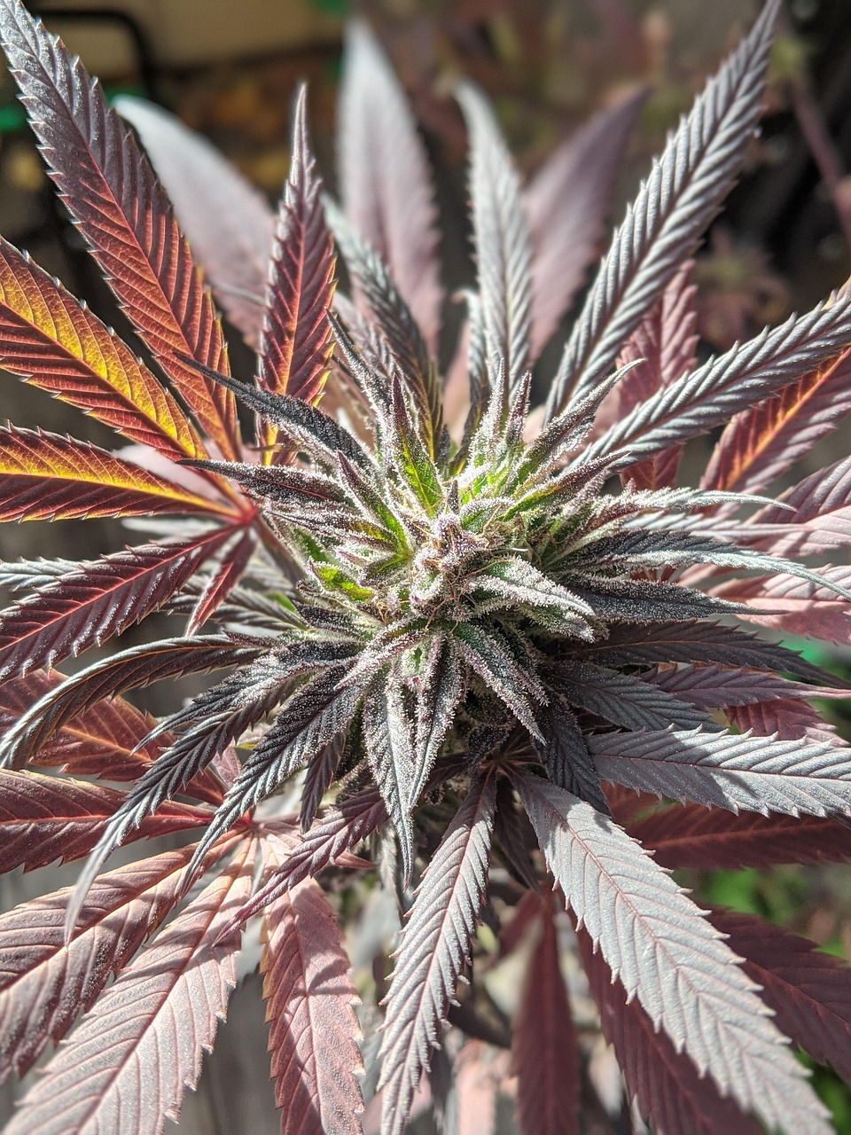 SNSでのハッシュタグを使ったコメントの効果的な会話術は？