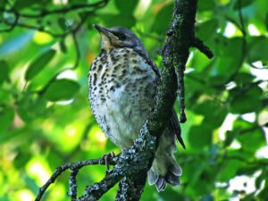 投稿形式の質問に対するコメントはどのように会話すれば良い？